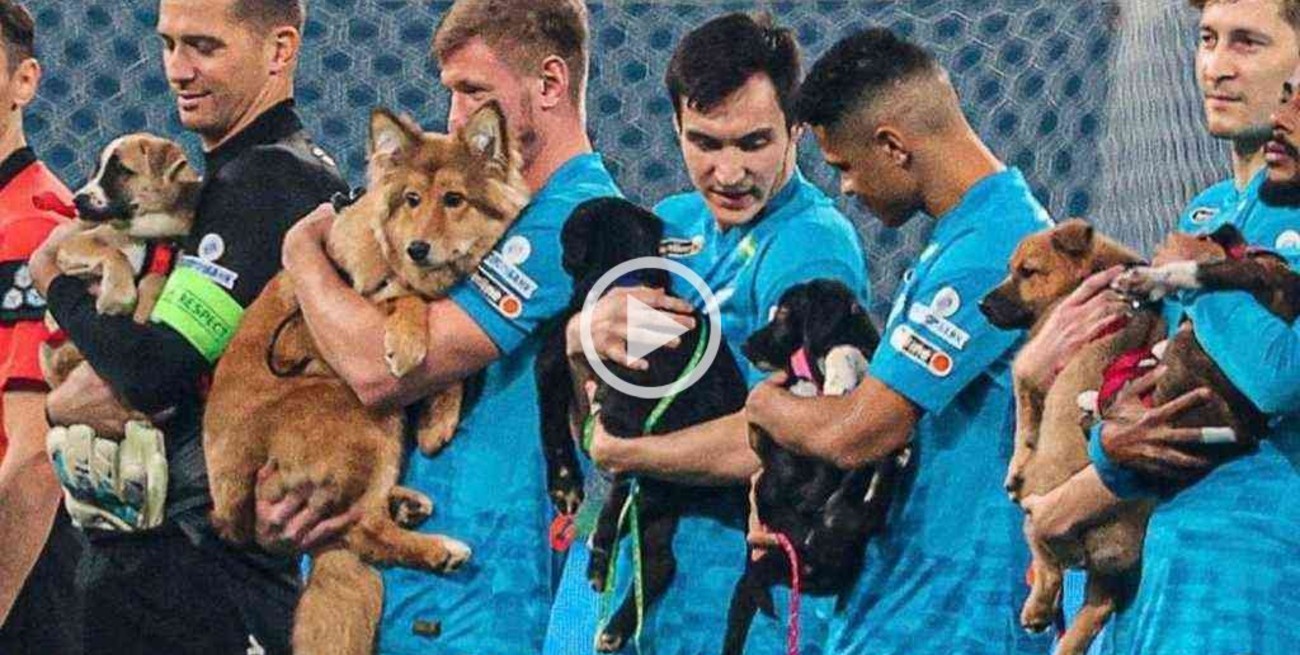 Para fomentar la adopción de mascotas, los jugadores del Zenit salieron a la cancha con cachorros sin hogar 