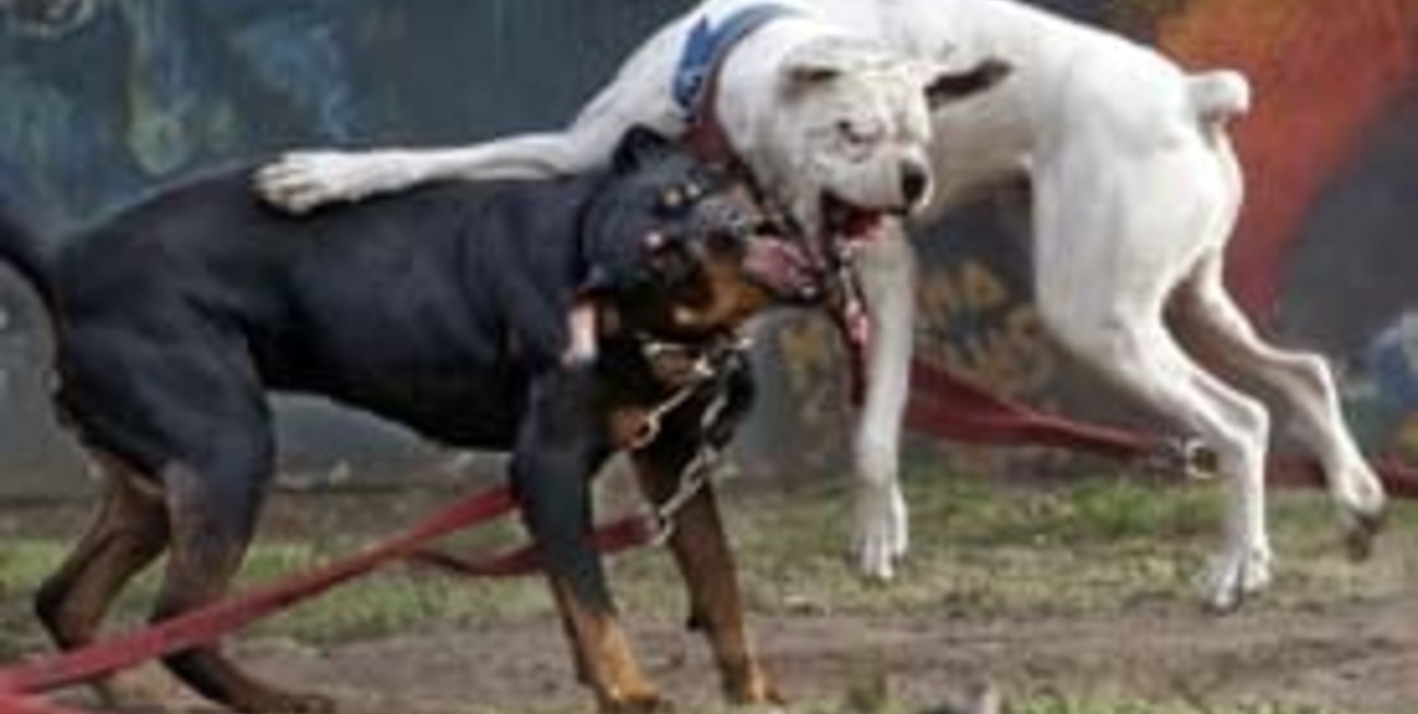 Los perros peligrosos son cada vez más en las calles