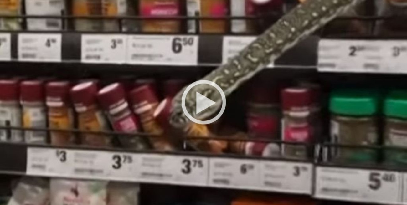Video: una serpiente de 3 metros en el estante de un supermercado