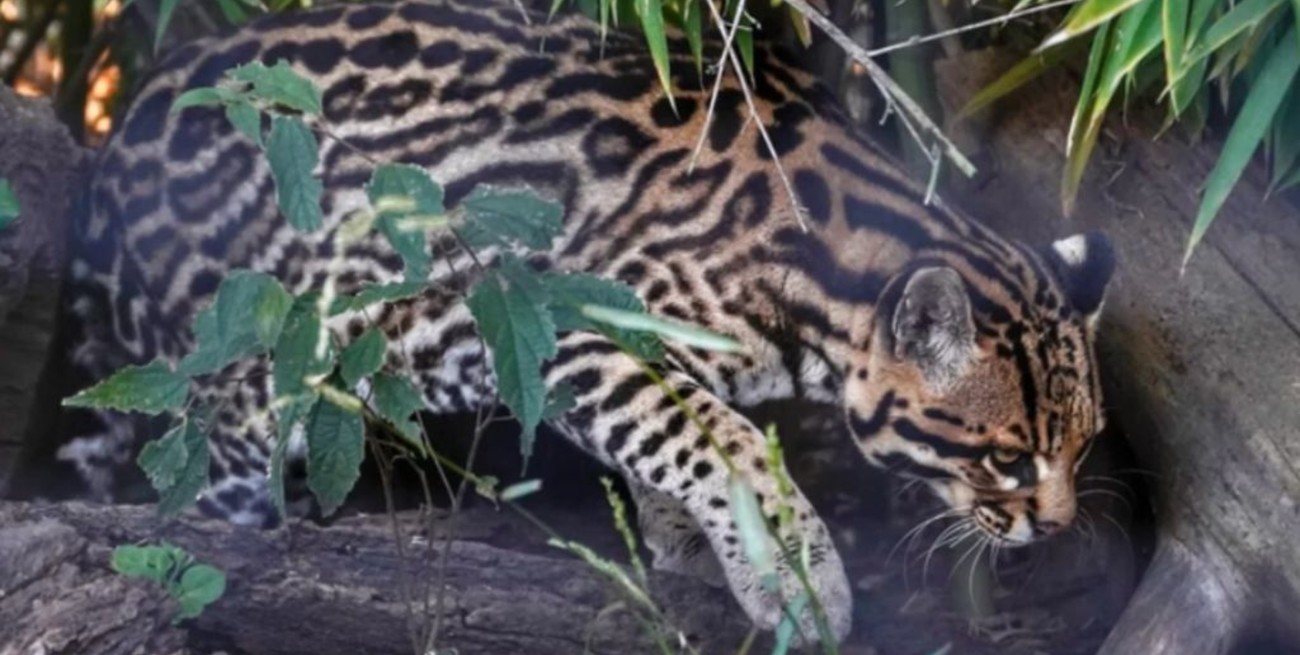 El ocelote podrá volver a su hábitat natural en Corrientes