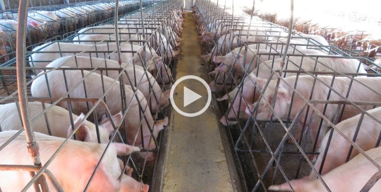 Preocupación por el aumento de las importaciones de carne de cerdo