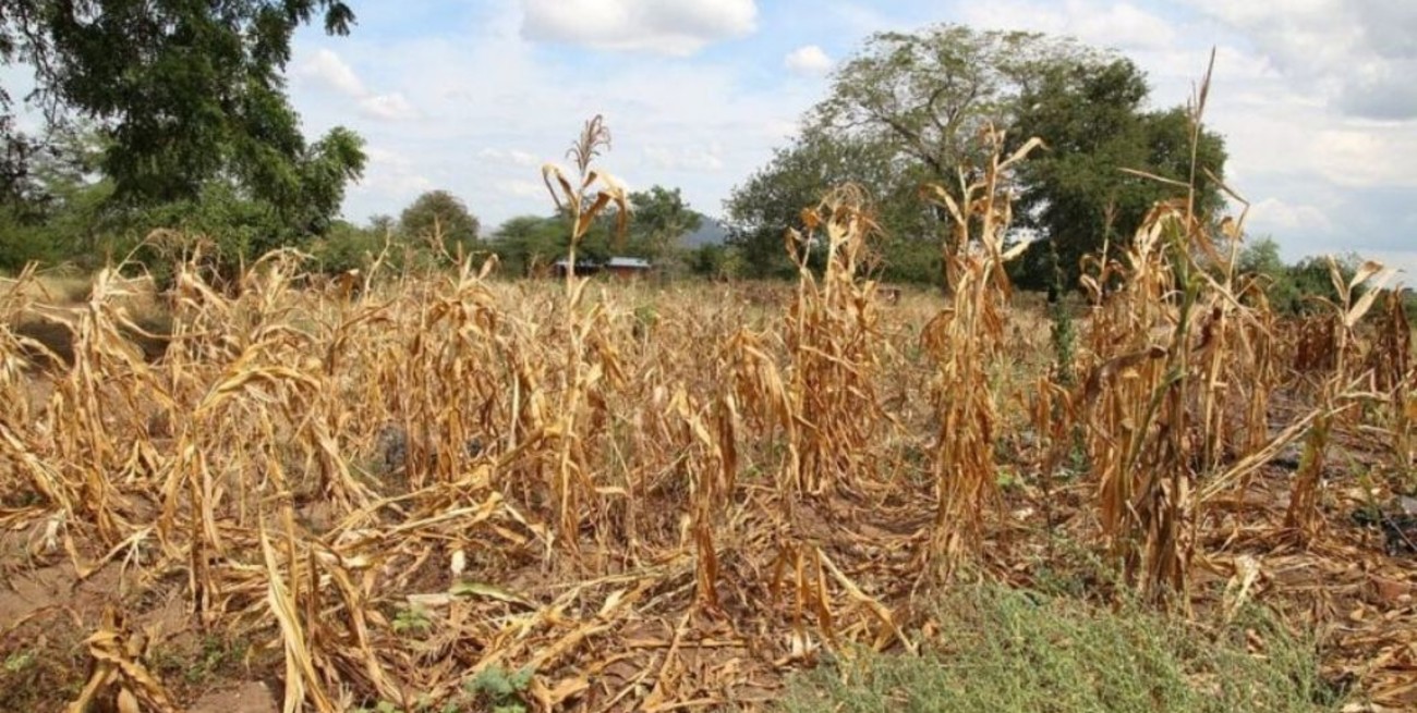 Se  declaró la emergencia agropecuaria en Misiones, Mendoza y Córdoba