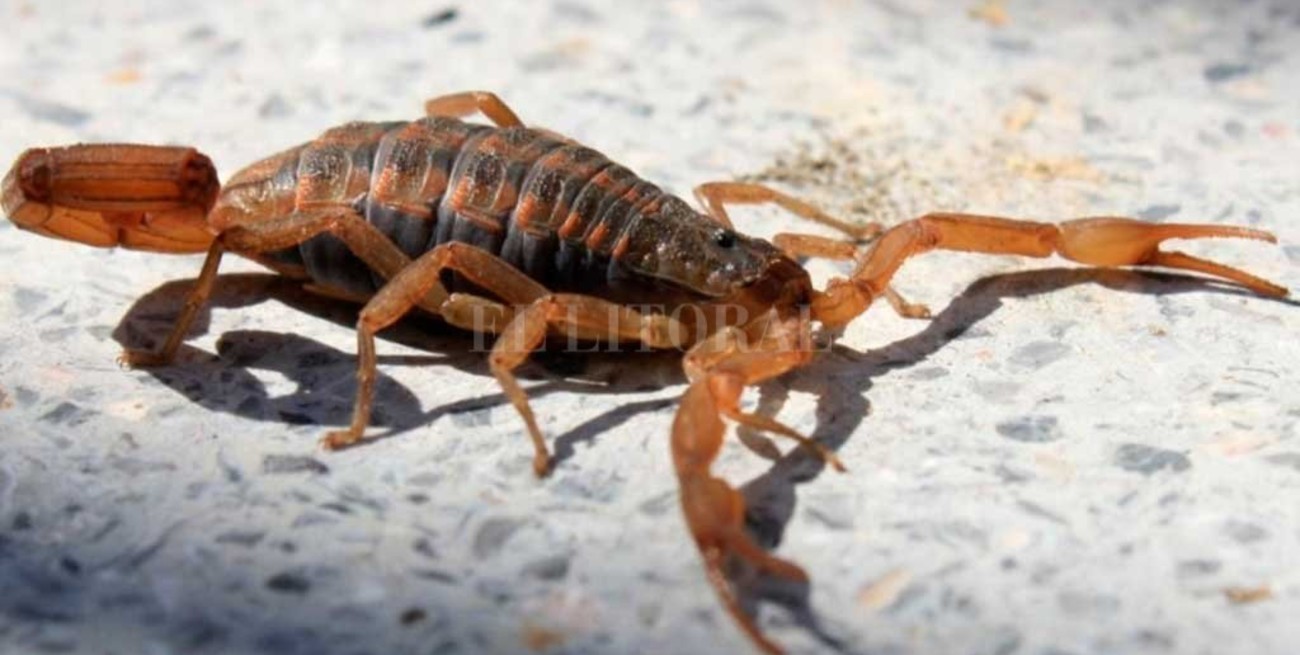 Niña de 10 años sufrió una  triple picadura de alacrán