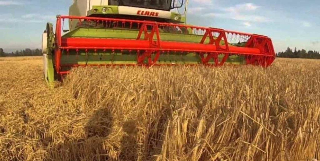 El trigo subió US$ 10 en Rosario, cayó la soja y el maíz cerró sin cambios