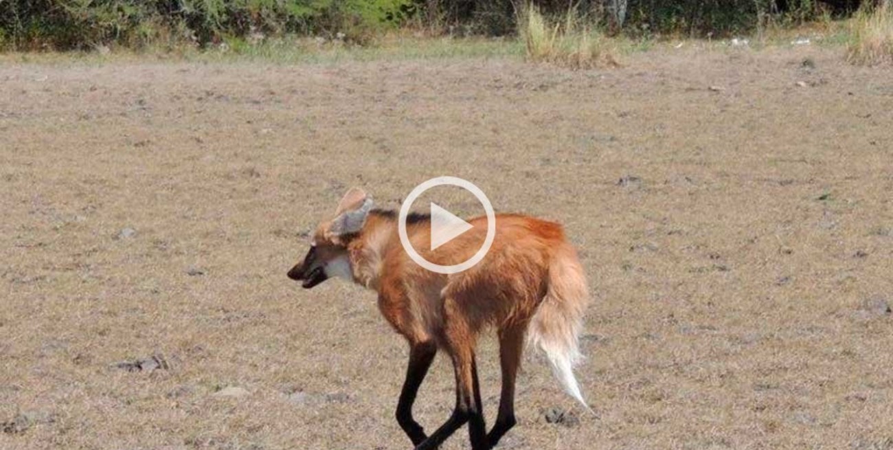 Video: así liberaron al aguará guazú rehabilitado