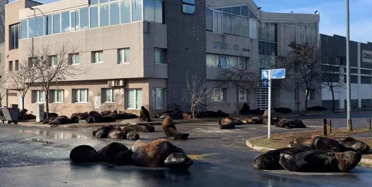 Mar del Plata: los lobos marinos se instalaron en la Banquina de los Pescadores 
