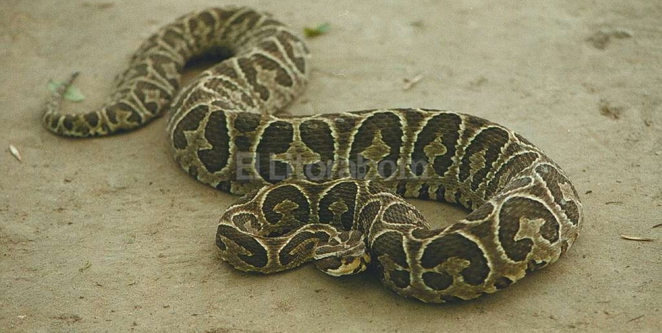 Cómo cuidarse de las serpientes venenosas en Santa Fe