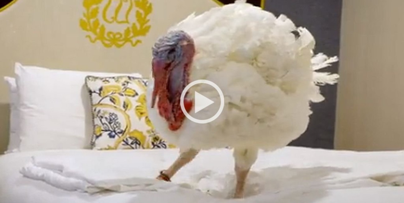 Estados Unidos: Joe Biden perdonará a los pavos "Peanut Butter" y "Jelly"