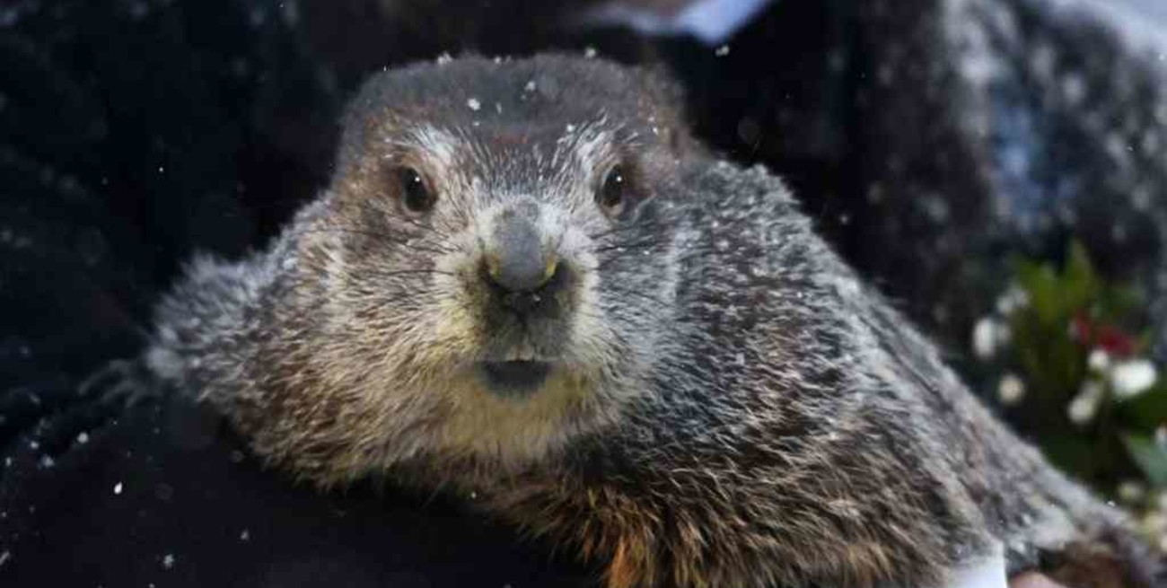 La marmota Phil predijo seis semanas más de invierno en Estados Unidos
