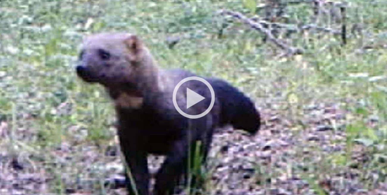 Video: las imágenes que comprueban el hallazgo del hurón mayor y el pecarí labiado