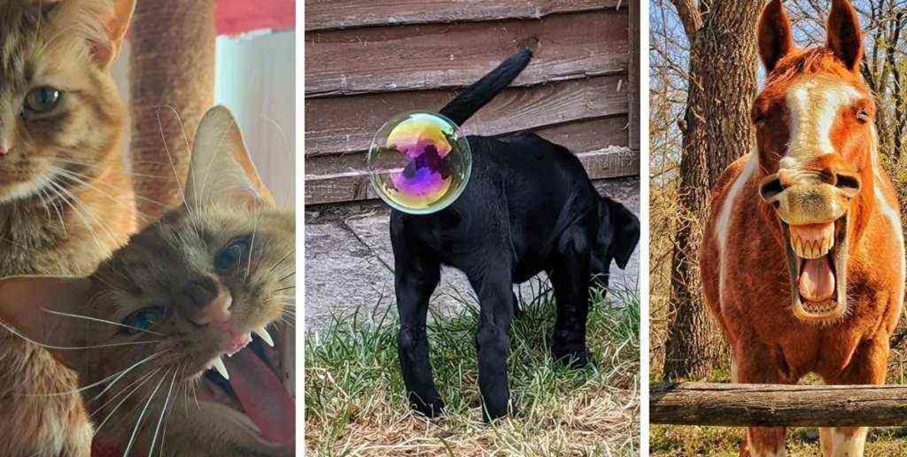 Estas son las fotos de mascotas más divertidas del Comedy Pet Photographer of the Year 2021