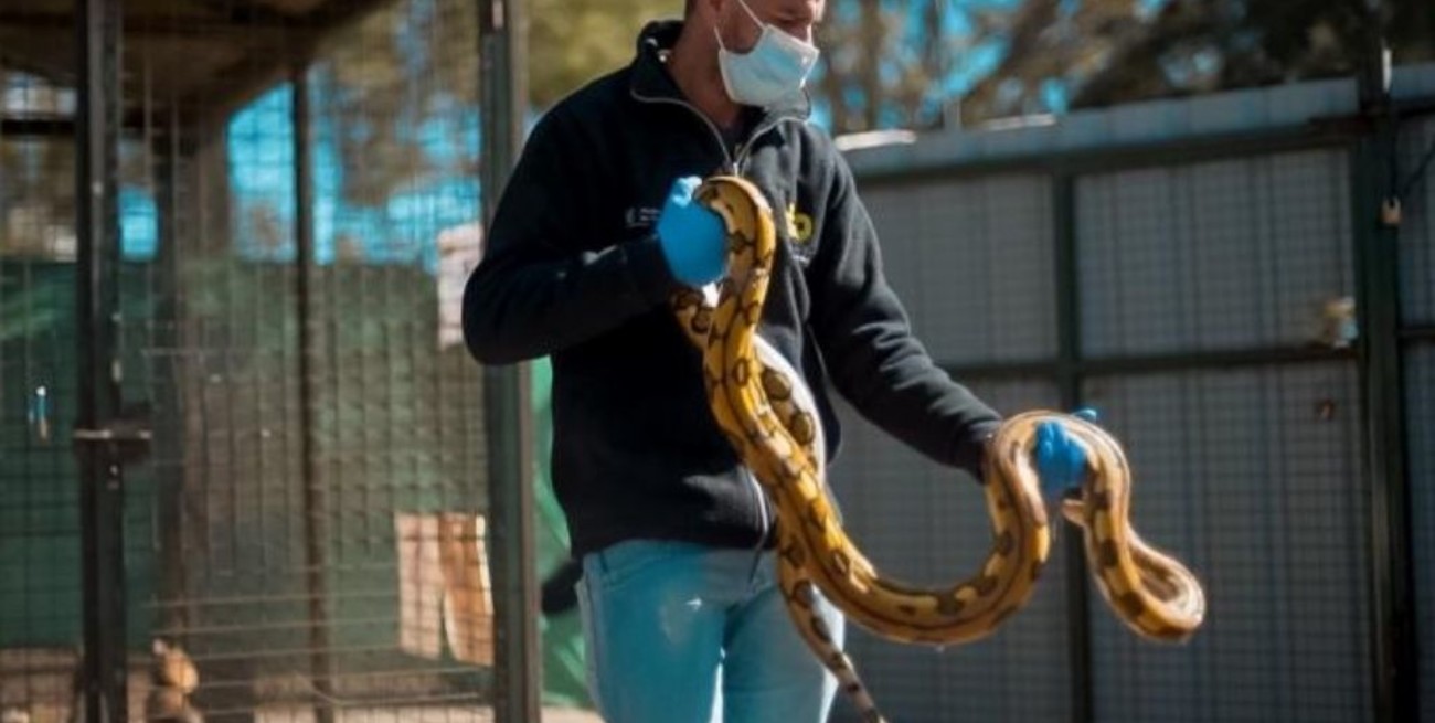 Traficaba serpientes exóticas en el asiento trasero de un remis