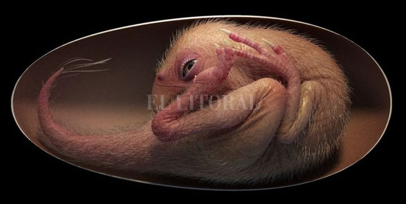 Hallaron un embrión de dinosaurio perfectamente preservado a punto de nacer