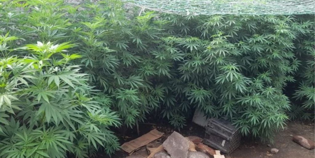 Discutieron por una herencia y un hermano denunció al otro por tener una plantación de marihuana