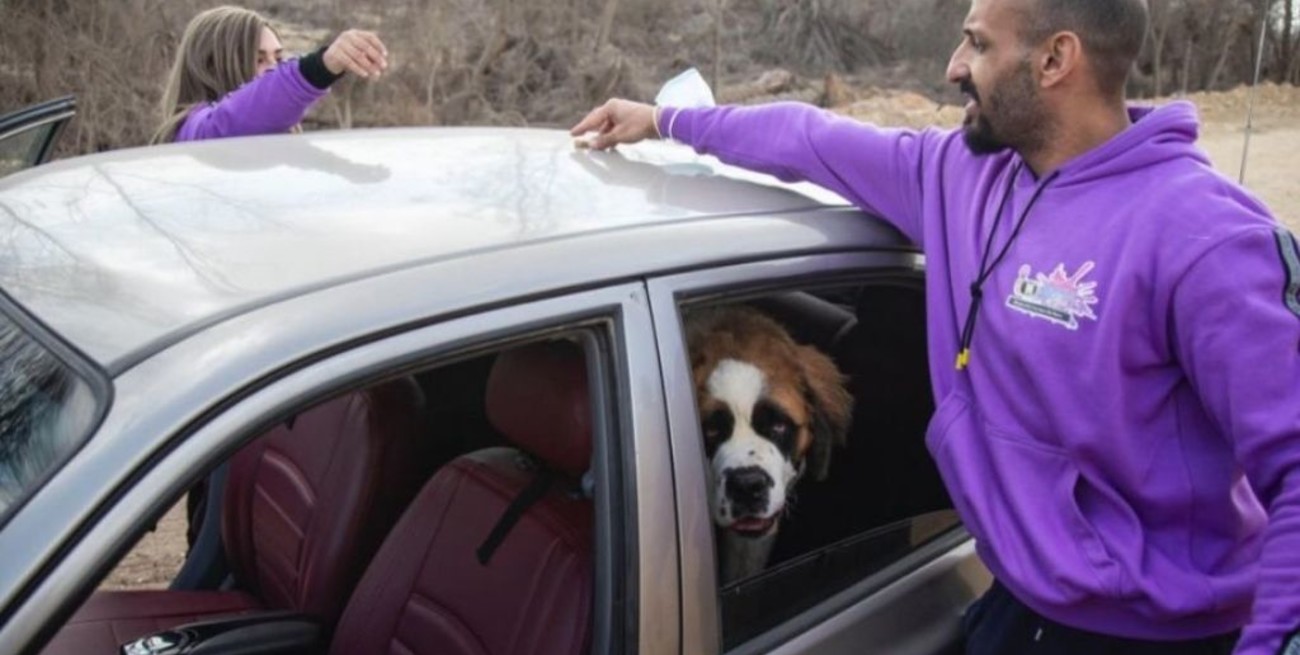 Crearon un servicio de taxi para mascotas en Egipto