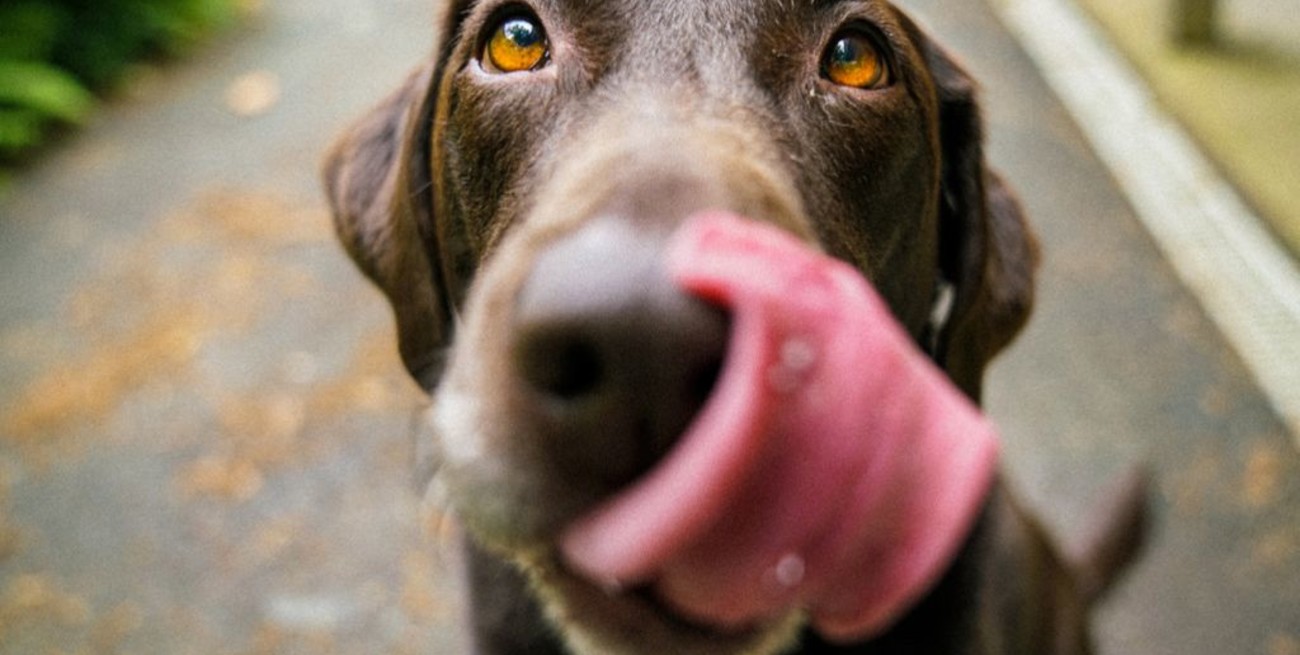 Francia prohíbe la venta de perros y gatos en tiendas de animales