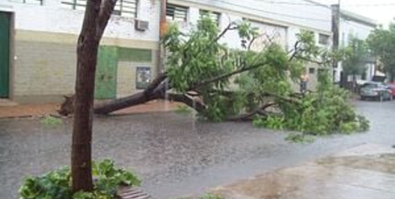 Árbol caído durante la tormenta