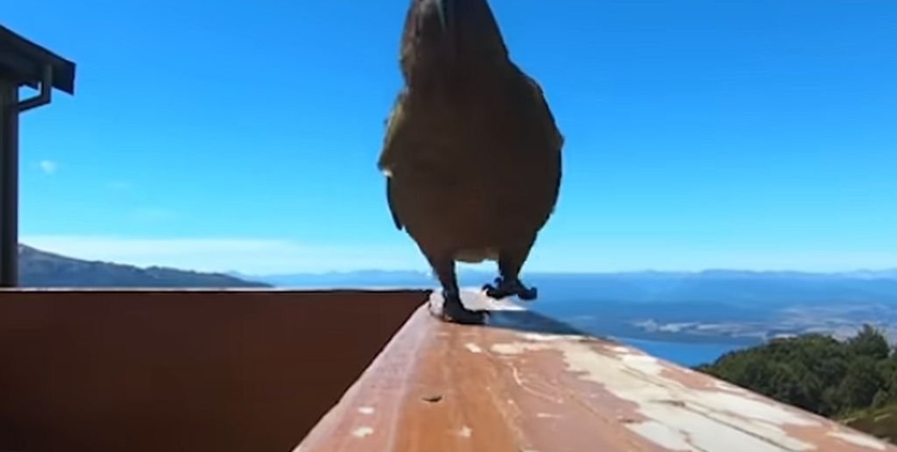 Nueva Zelanda: un loro les robó la cámara y filmó su propia huída
