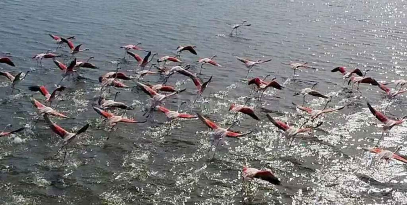 A un año de la danza de flamencos en la Setúbal, ¿adónde fueron a parar?  