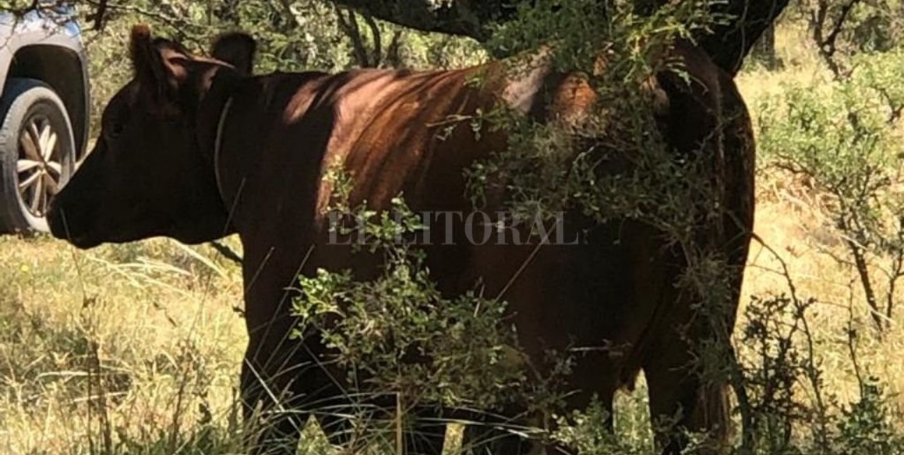 Rescatan una vaca atada en Coronda