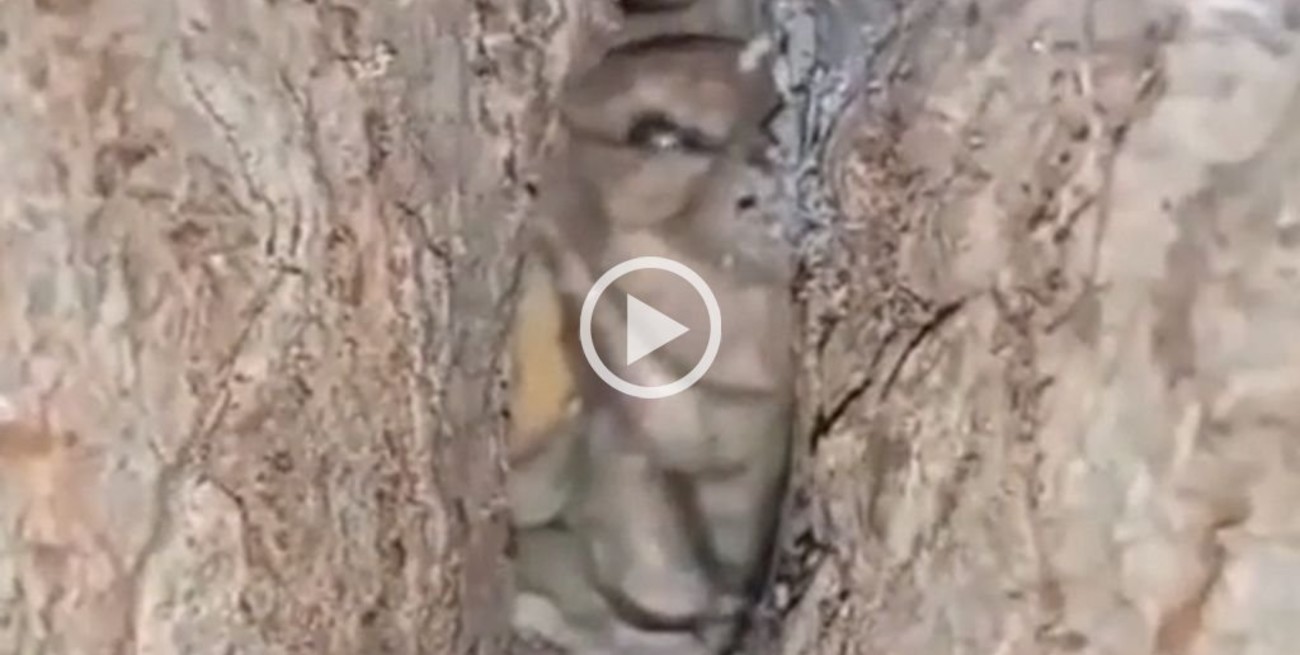 El video del "duende cordobés" que es viral en TikTok