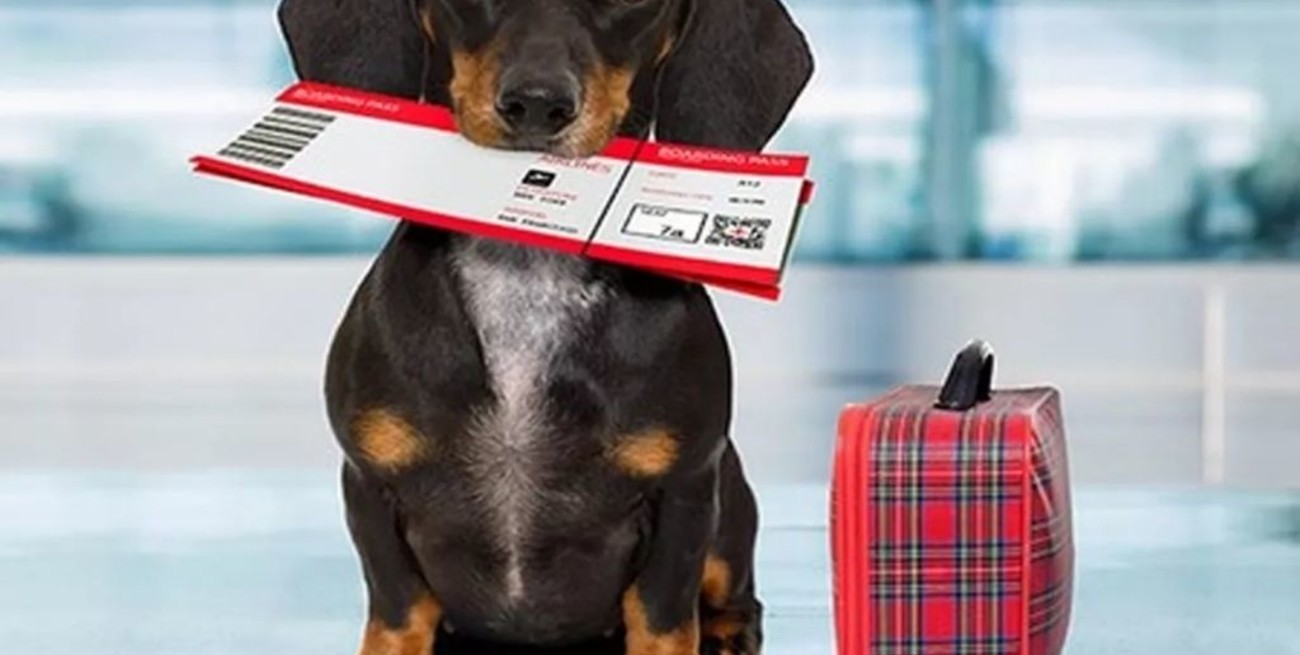Qué se necesita para poder viajar con mascotas al exterior