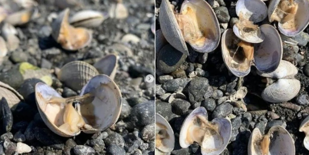 Se cocinan las almejas en la playa por la ola de calor en EE.UU