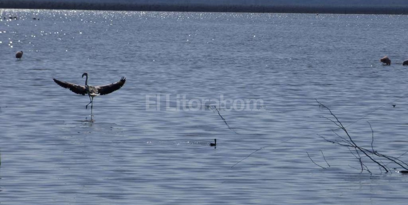 Buscan proteger el hábitat de los flamencos en Campo Andino