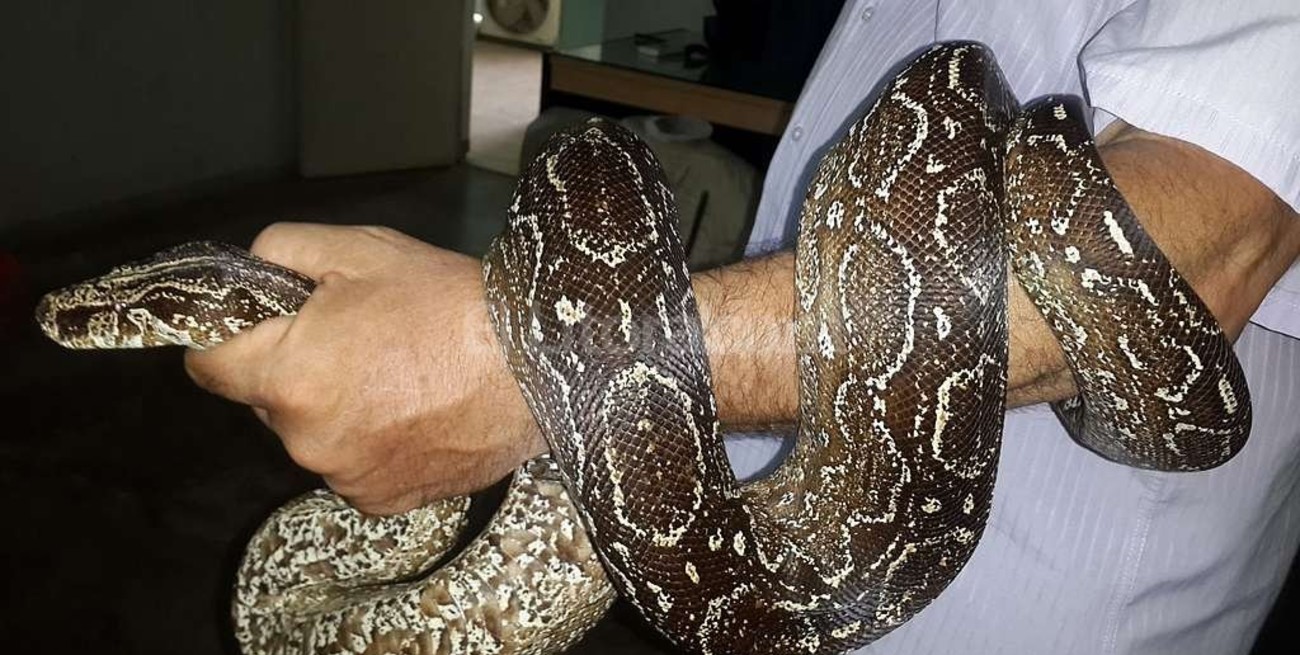 Una boa lampalagua y 310 loros para la Granja La Esmeralda