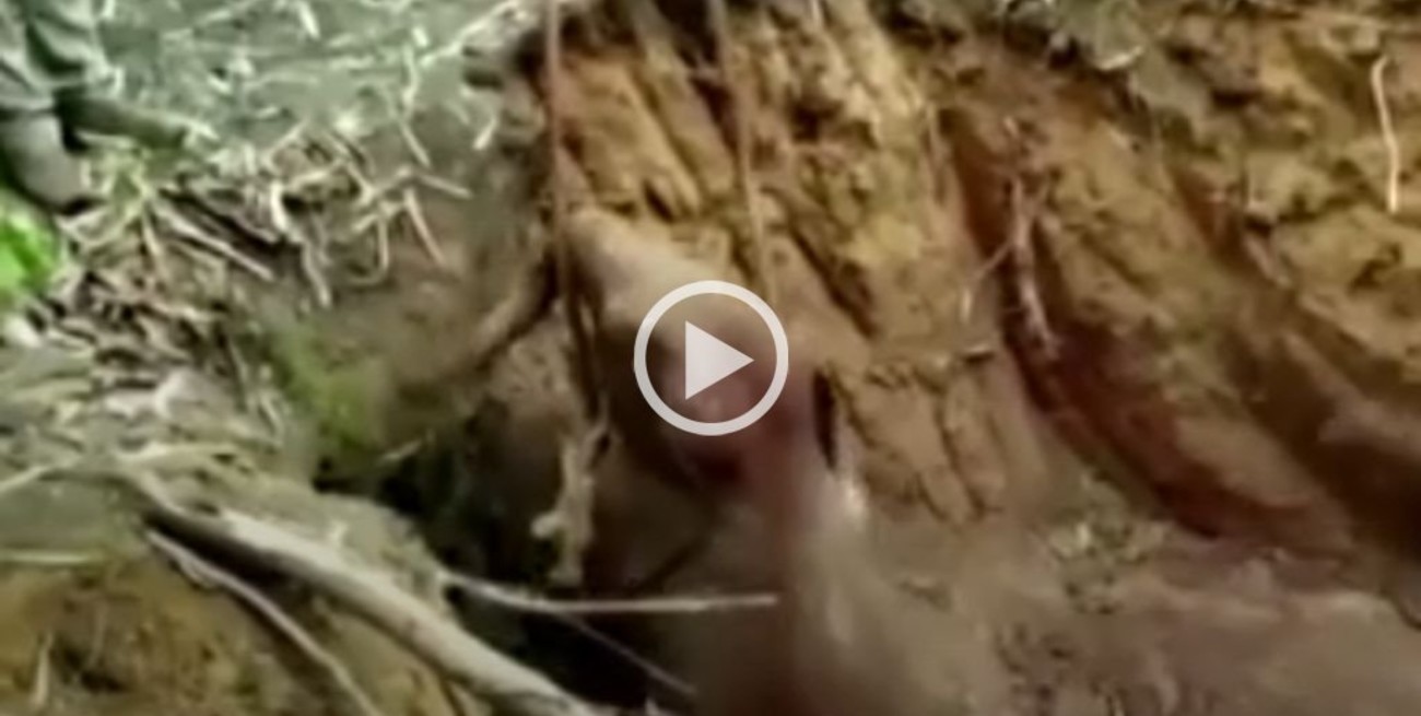 Video: rescataron con una retroexcavadora a un bebé elefante que cayó a un pozo