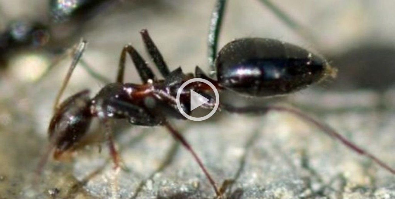 Video: alerta en España por una invasión de hormigas "locas"