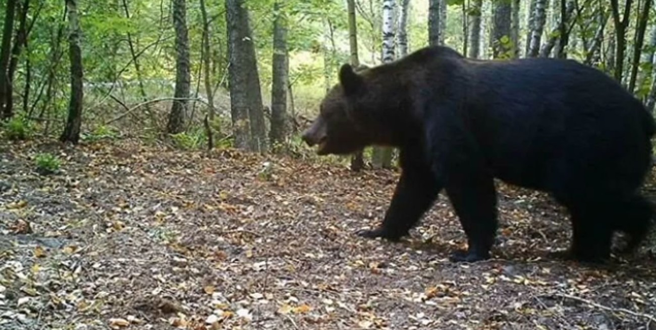Chernóbil después de la radiación: un oasis para la fauna europea