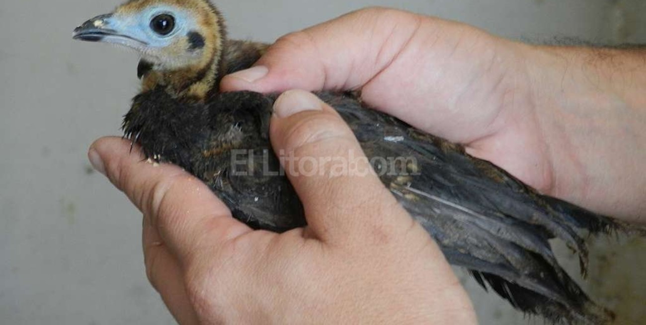 Nació en la Granja "La Esmeralda" un ejemplar de cuyuya