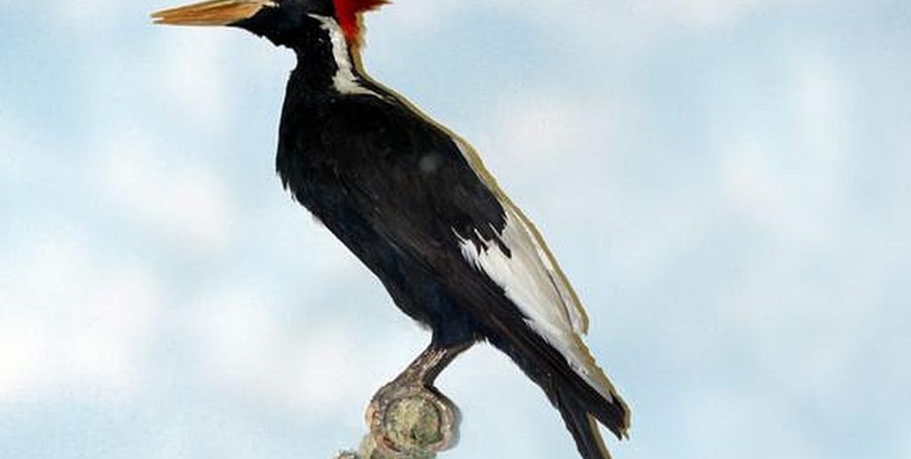 Estados Unidos declara extintas a 23 especies de animales