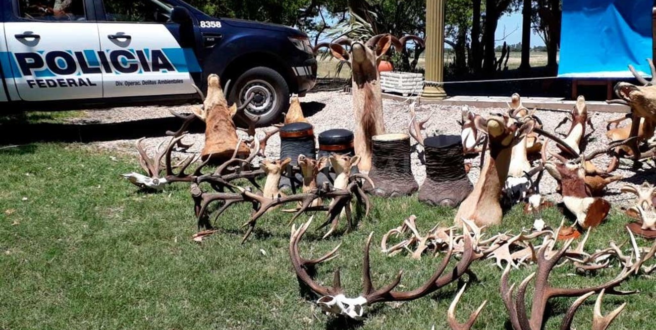 Secuestraron 180 animales embalsamados en cotos de caza ilegales