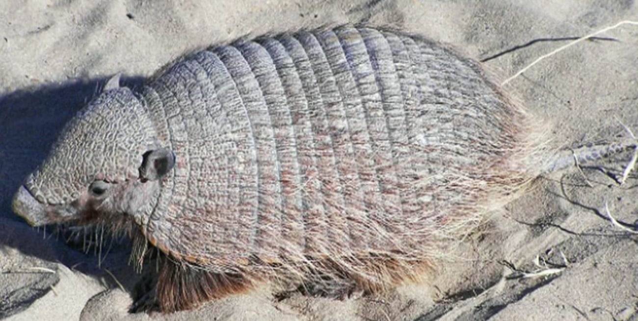 Tierra del Fuego habilitó la caza del armadillo "peludo"