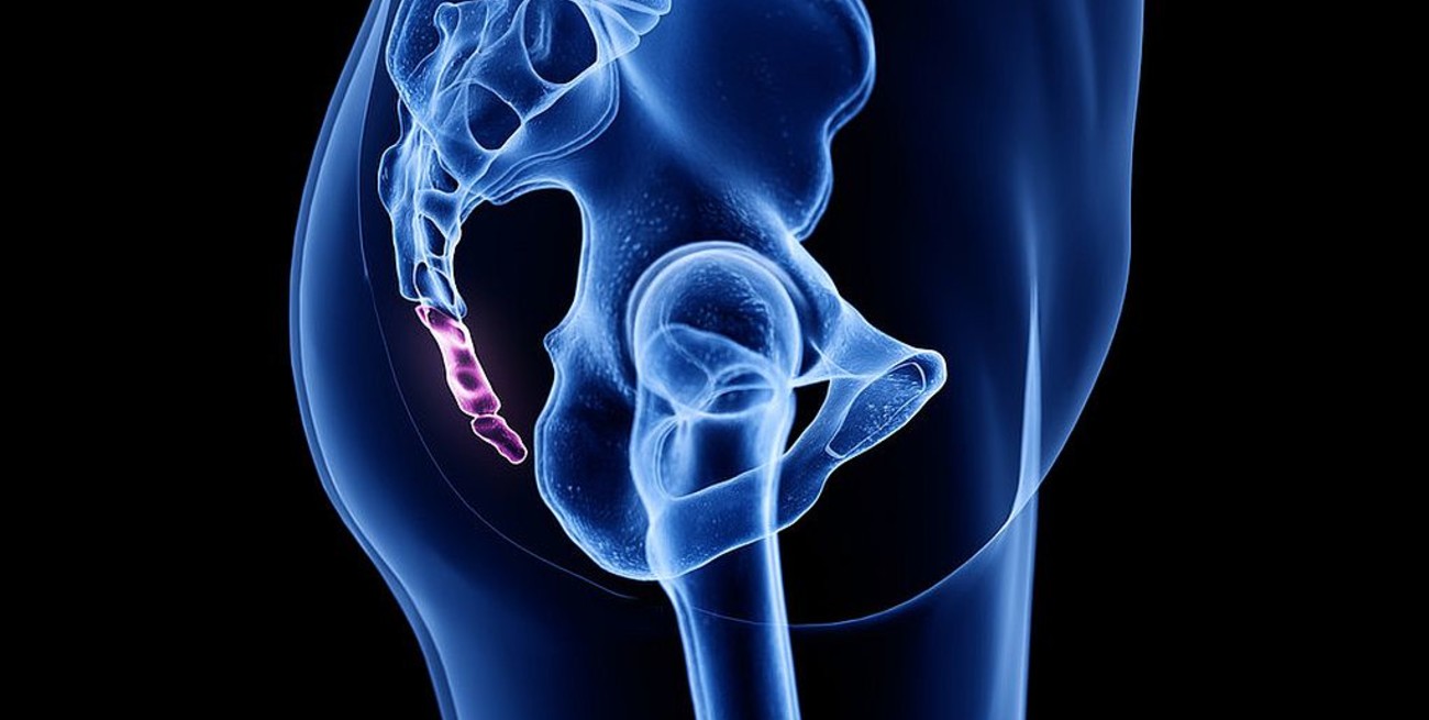 Una nueva investigación científica propone que los homínidos perdieron su cola "de repente"