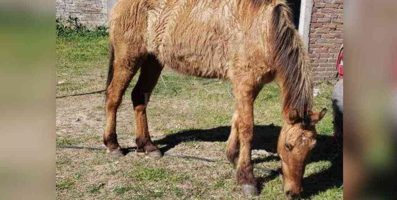 Disputa legal por una mula manca y una yegua tuerta