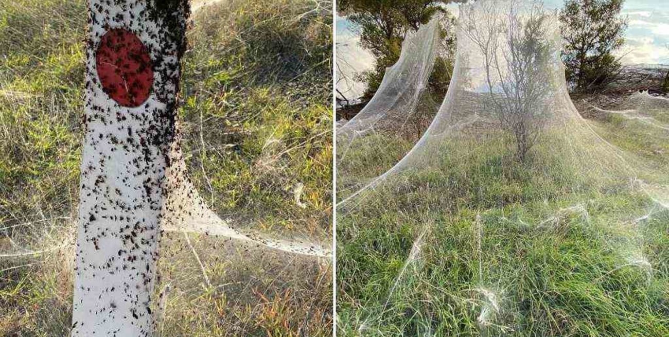 "Apocalipsis arácnido": telarañas invaden todo un pueblo en Australia