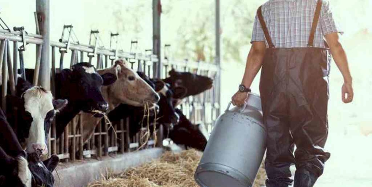 Se conmemora el Día Nacional del Tambero, una labor esencial para la industria láctea