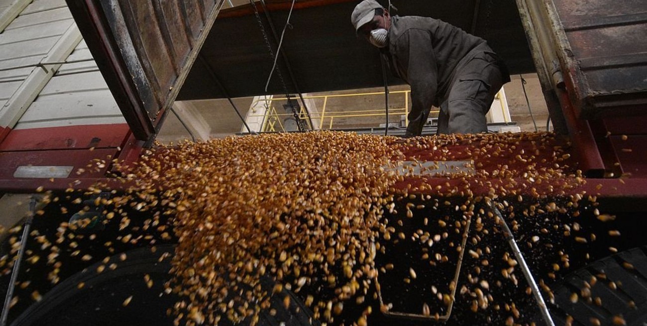 Los precios de los granos operaron estables y a la baja en Rosario