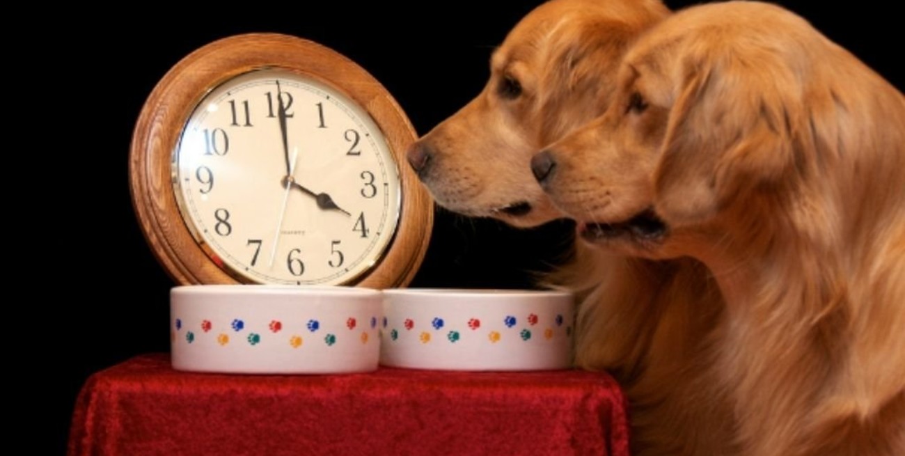 Los perros son capaces de conocer la hora a través de su nariz