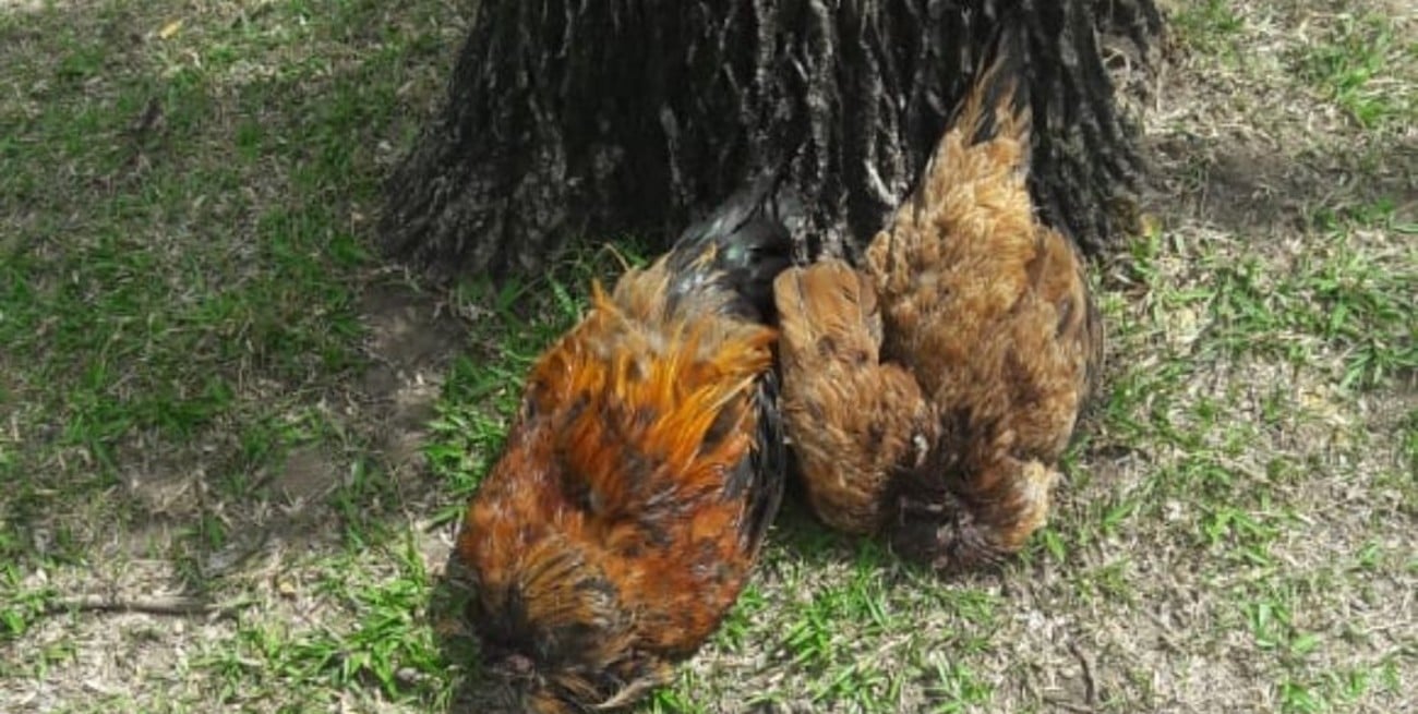 Ritos umbanda en el norte de la ciudad de Santa Fe