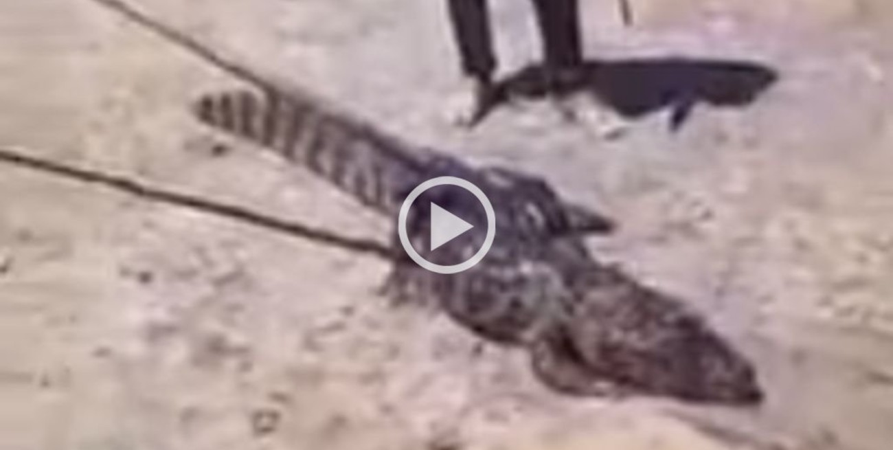 Escándalo: un municipio correntino autorizó el sacrificio de un yacaré