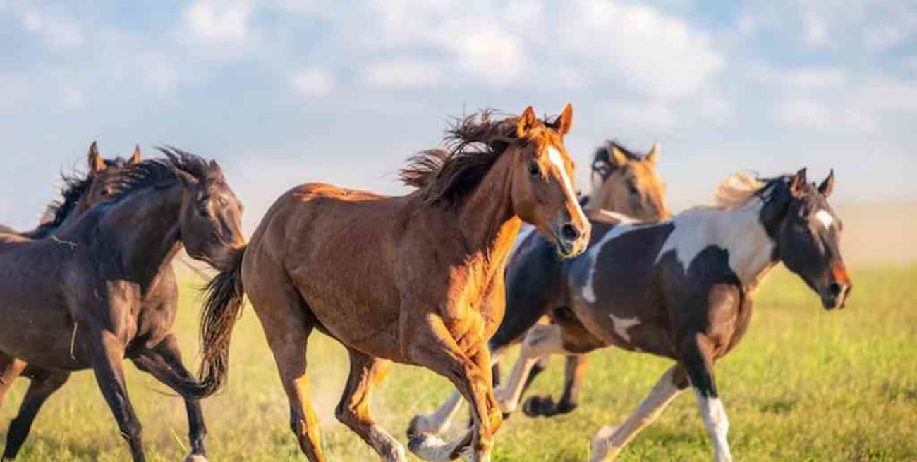 Australia sacrificará a más de 10.000 caballos salvajes