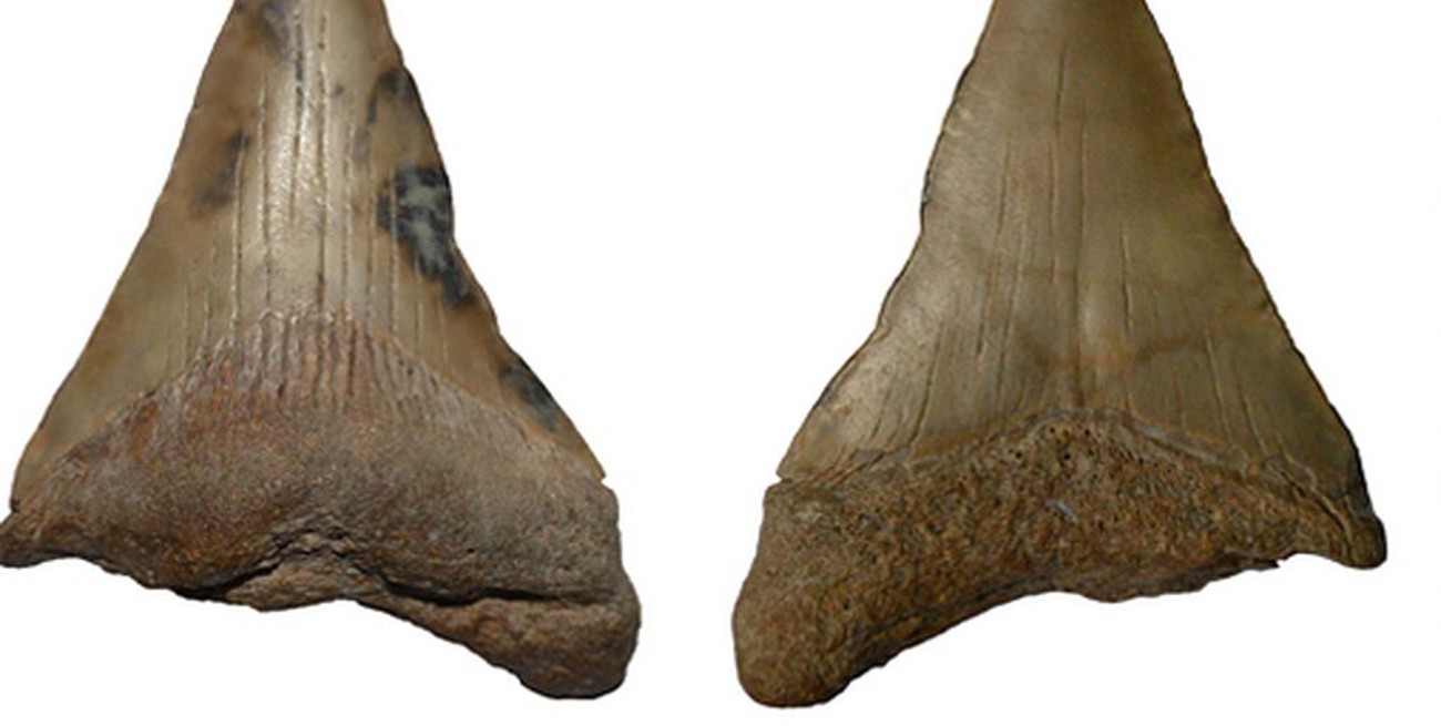 Hallaron el diente de un tiburón prehistórico gigante en Mar de Ajó