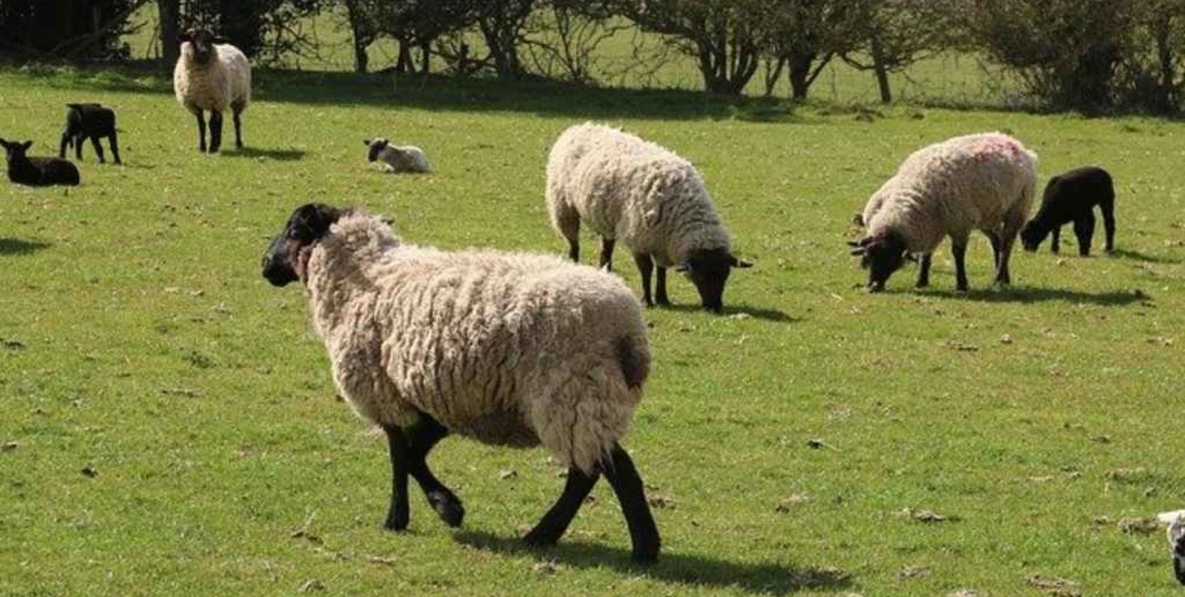 Cuatro policías robaron una oveja para asarla en una comisaría: están detenidos