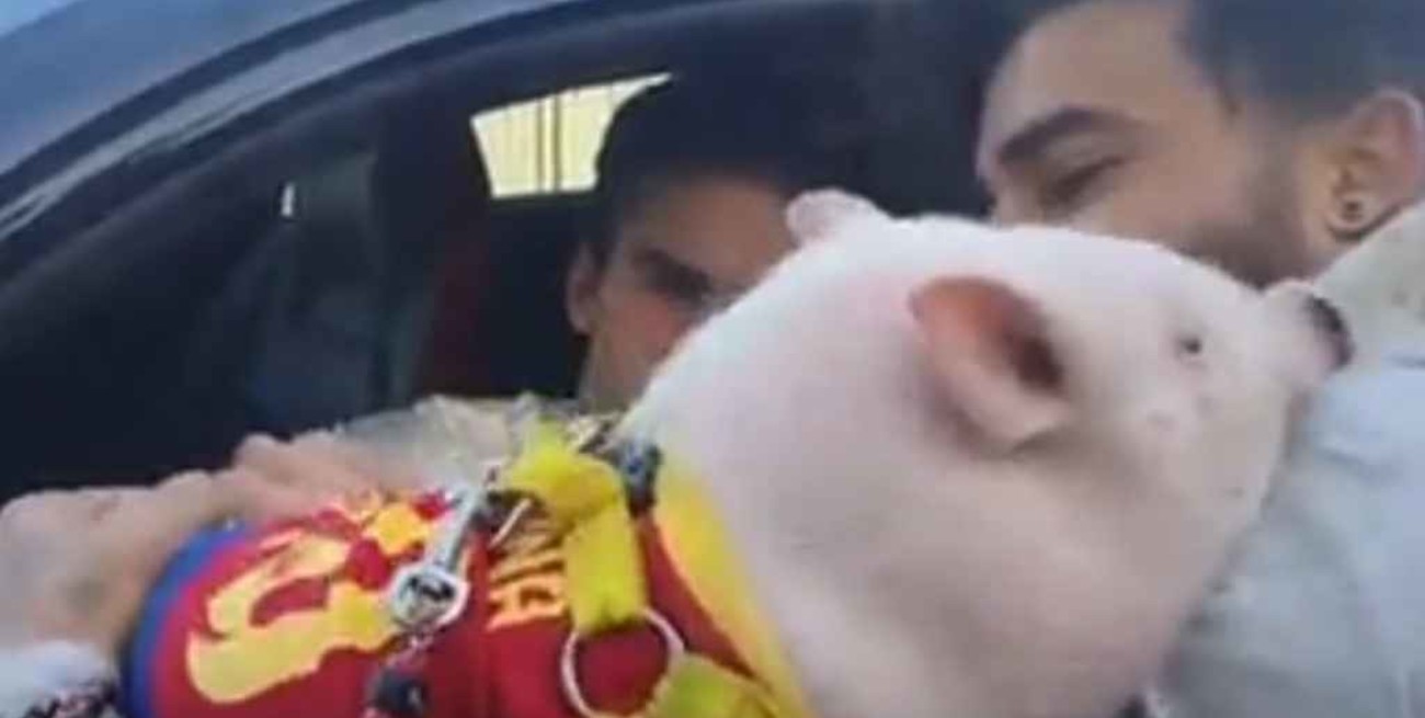 Video: a un jugador del Barcelona le acercaron un cerdo para que firme un autógrafo