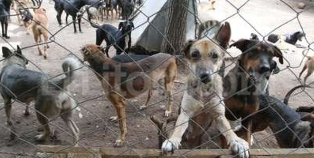 A un mes de la muerte de Gladis, 100 perros esperan una familia