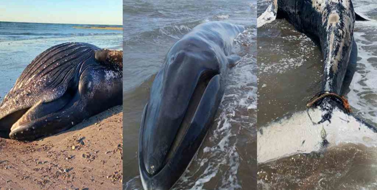 En 2021 aumentó casi un 50% la cantidad de fauna marina hallada muerta en la costa bonaerense